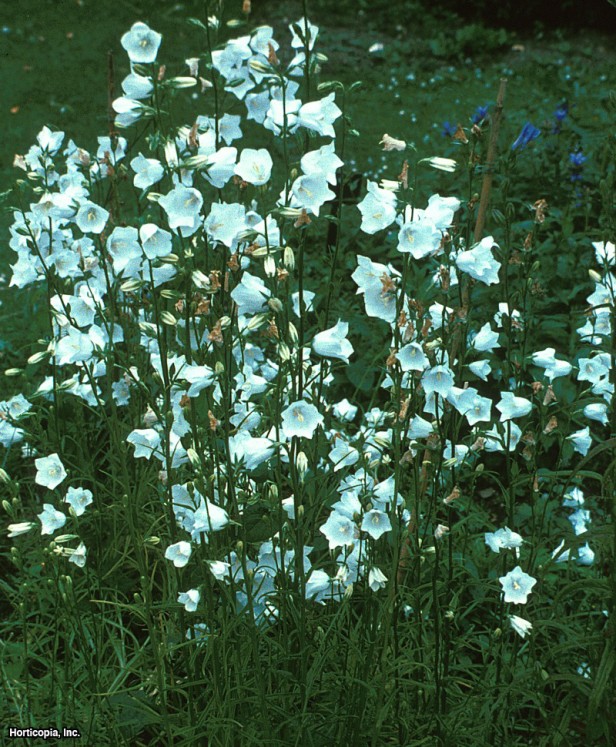 Şeftali Yapraklı Çan Çiçeği