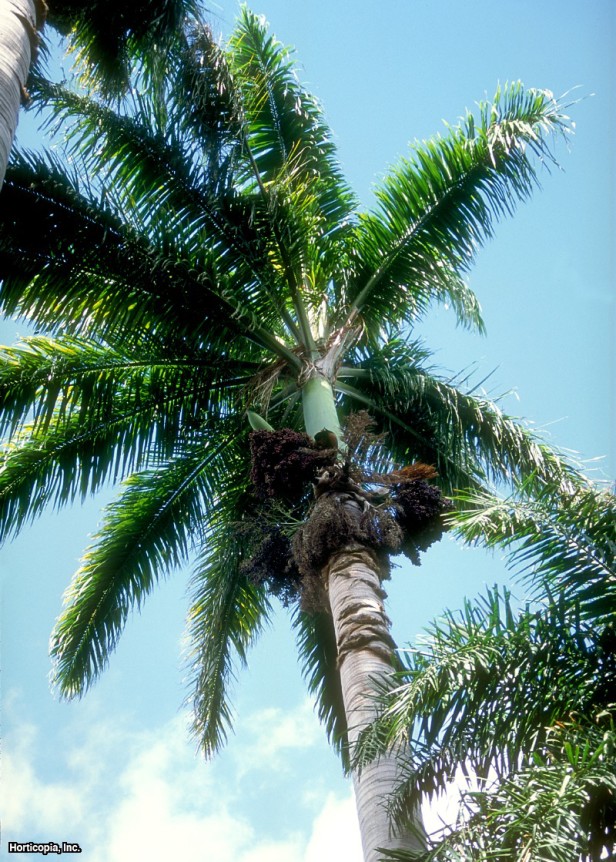 Güney Amerika Kraliyet Palmiyesi