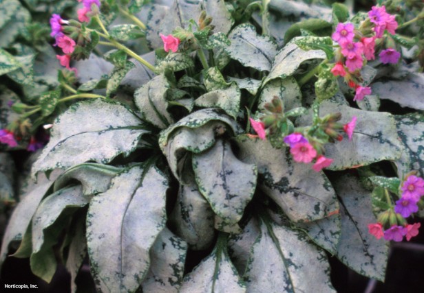 Beytüllahim Adaçayı