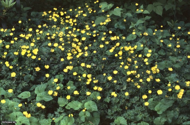 Sürünen Düğün Çiçeği