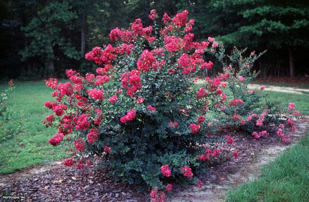 Crapemyrtle