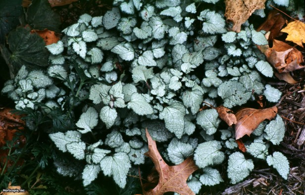 Benekli Isırgan Otu