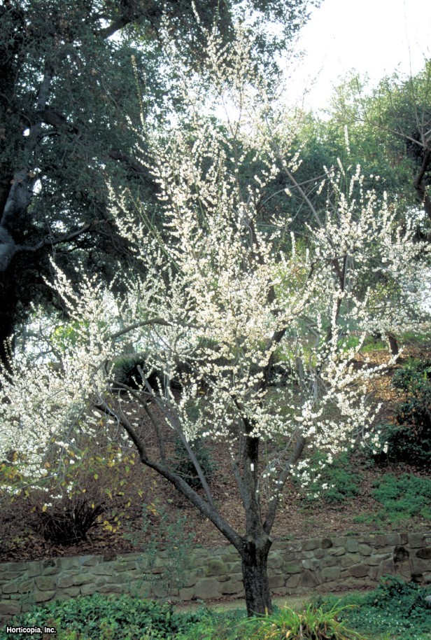 Japon Çiçekli Kayısı