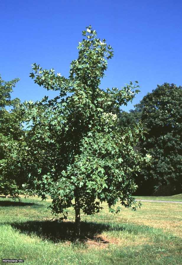Montpellier Akçaağacı