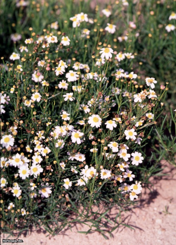 Pembe İplik Yaprağı Coreopsis