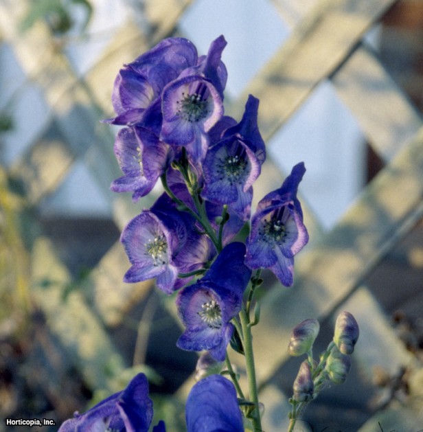 Bahçe Keşiş Başlığı
