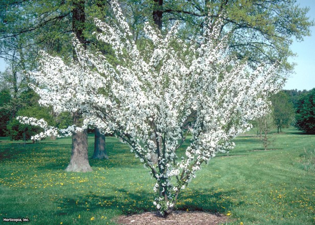 Çiçekli Çay Yengeç