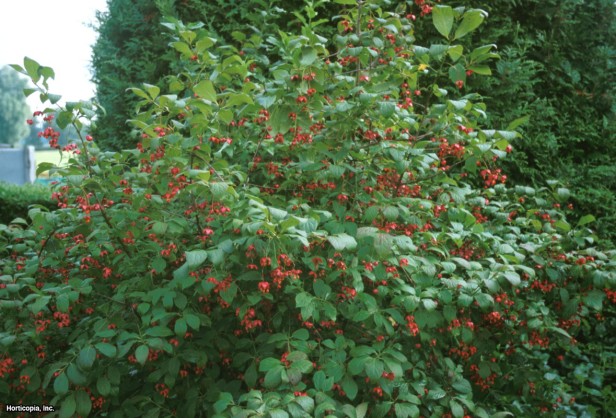Euonymus