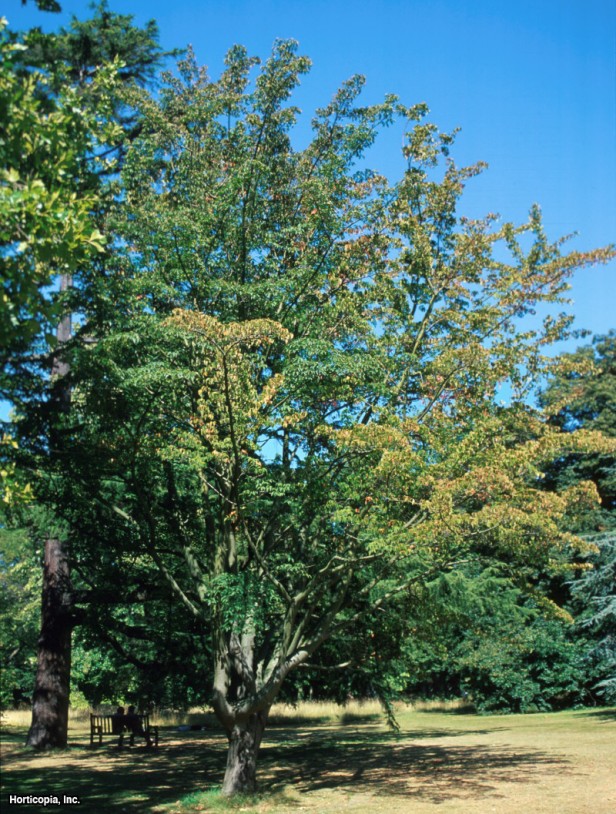 Yılan Kabuğu Akçaağacı