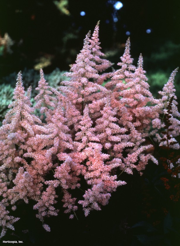 Astilbe