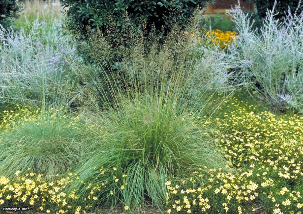 Çayır Damla Tohumu Otu