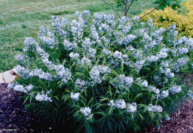 Mavi Yıldız Çiçeği