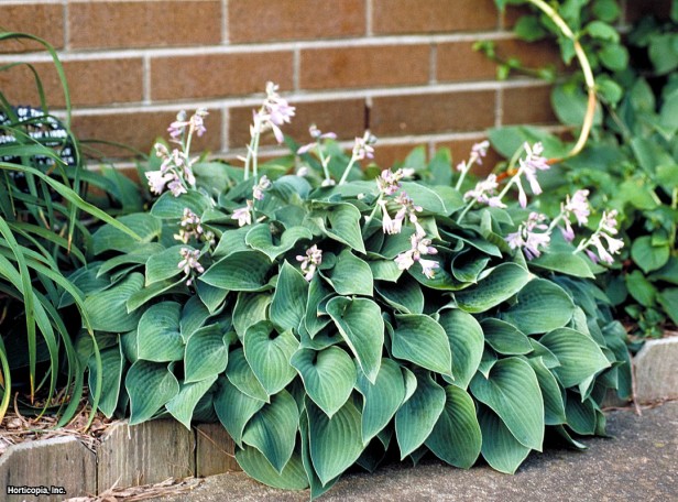 Hosta