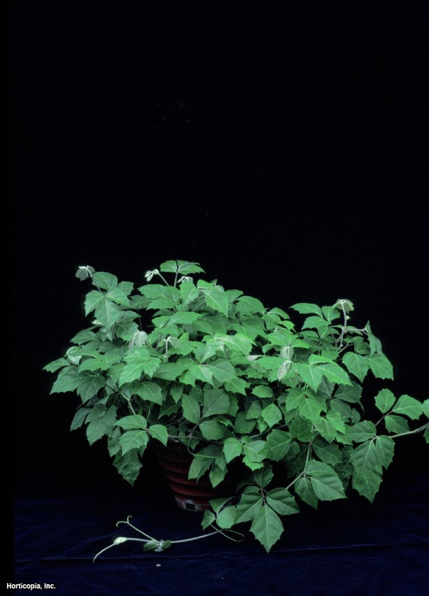 Meşe Yapraklı Sarmaşık