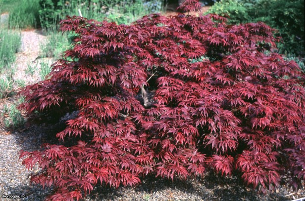 Japon Akçaağacı (Matsumurae)