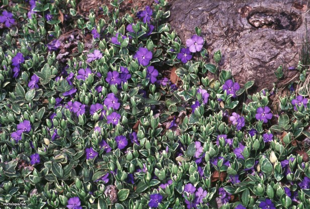 Ortak Cezayir menekşesi