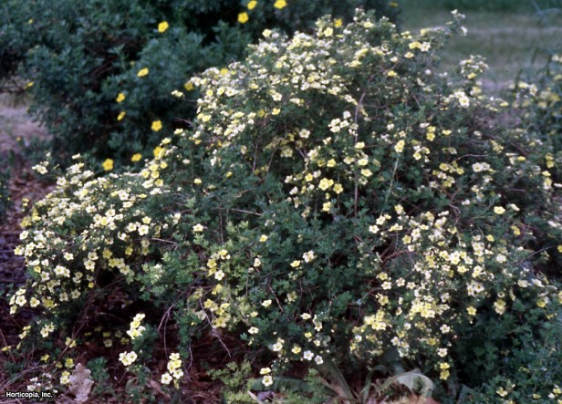 Çalı beşparmakotu