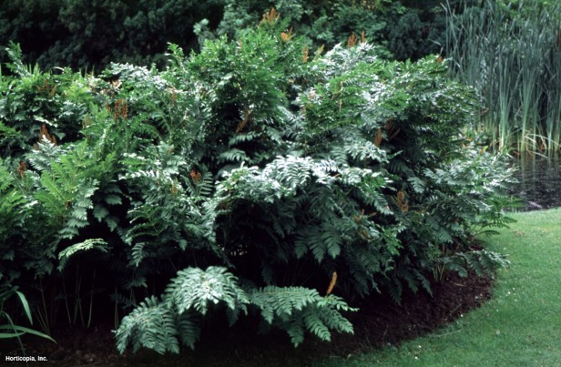 çiçekli eğrelti otu