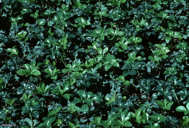 Japon Pachysandrası