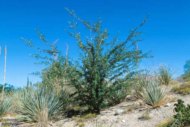 Canlı Meşe Fırçalayın