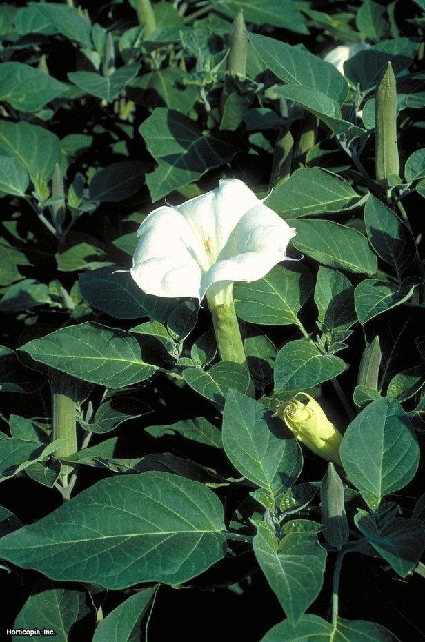 tüylü dikenli elma