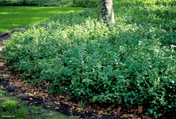 büyük deniz salyangozu