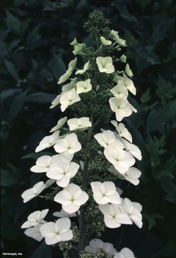 meşe yaprağı ortanca