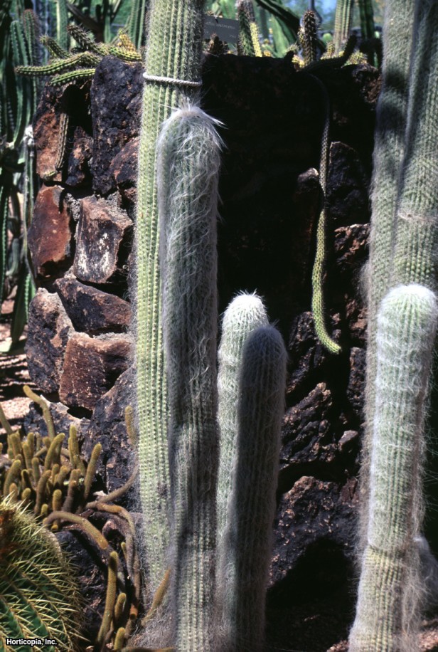 yaşlı adam kaktüs