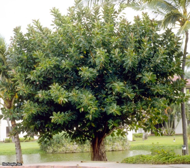 Hindistan Kauçuk Ağacı