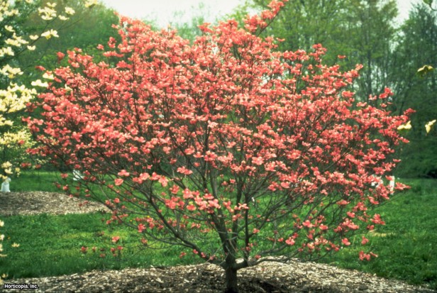 çiçekli kızılcık