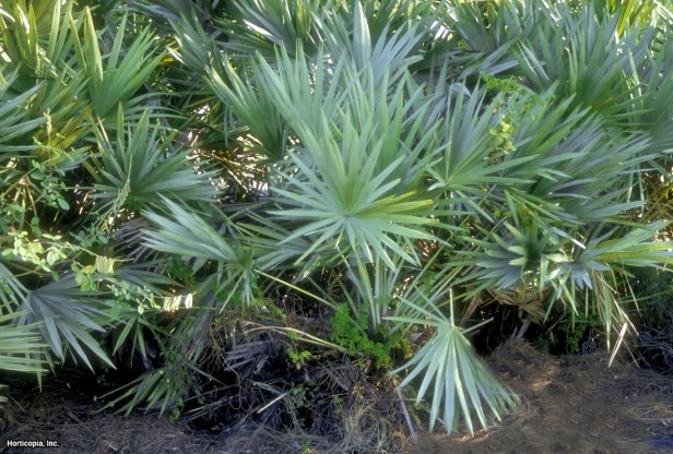 Palmetto'yu gördüm
