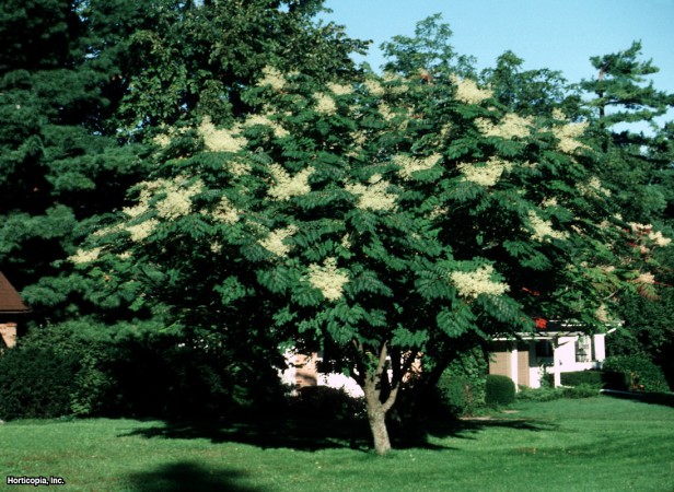 Japon Angelica Ağacı