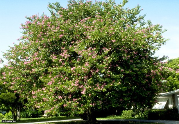 Hong Kong Orkide Ağacı