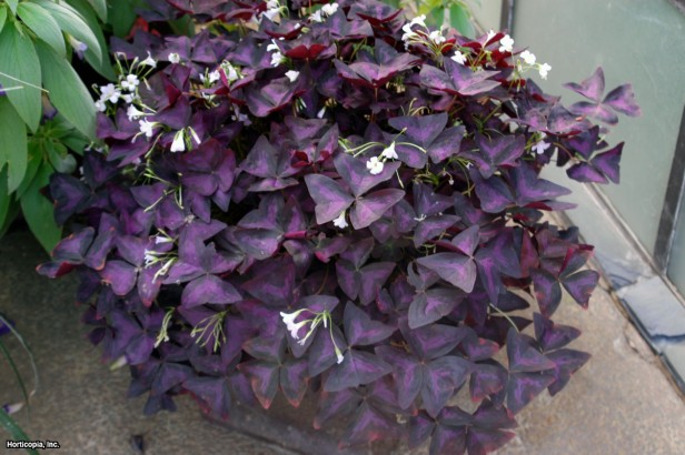 oxalis