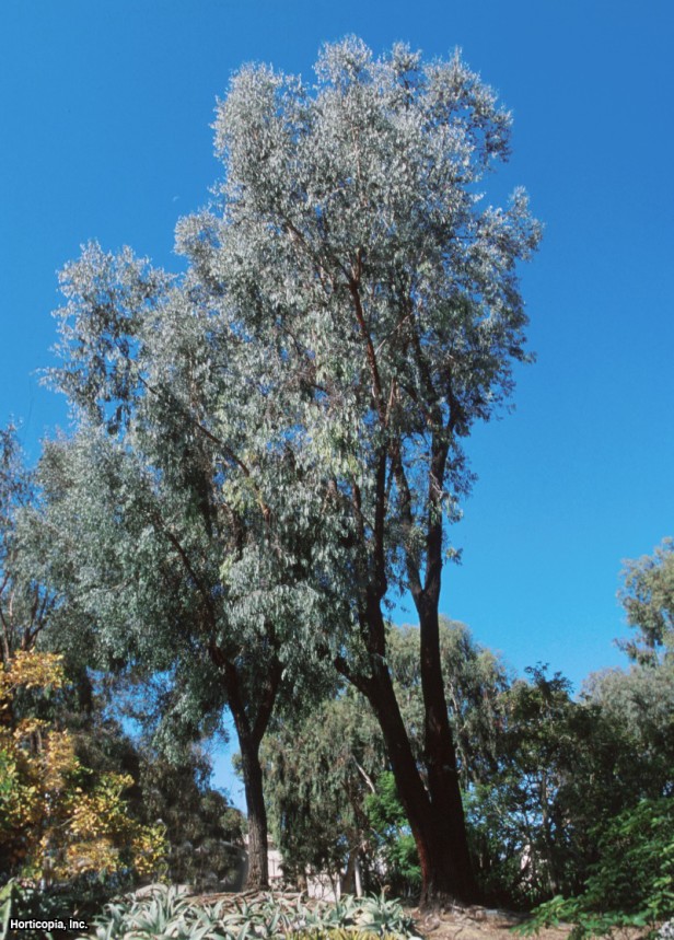 Kırmızı Demir Kabuğu