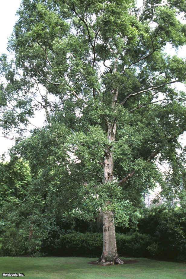 Çin Kırmızı Huş