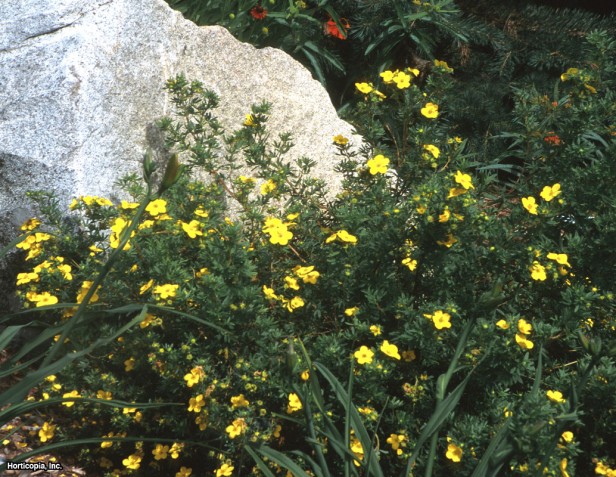 Çalı beşparmakotu