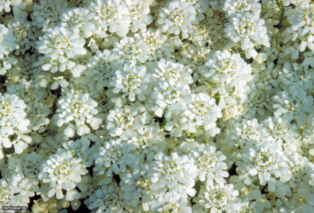 Yaprak dökmeyen şekerleme