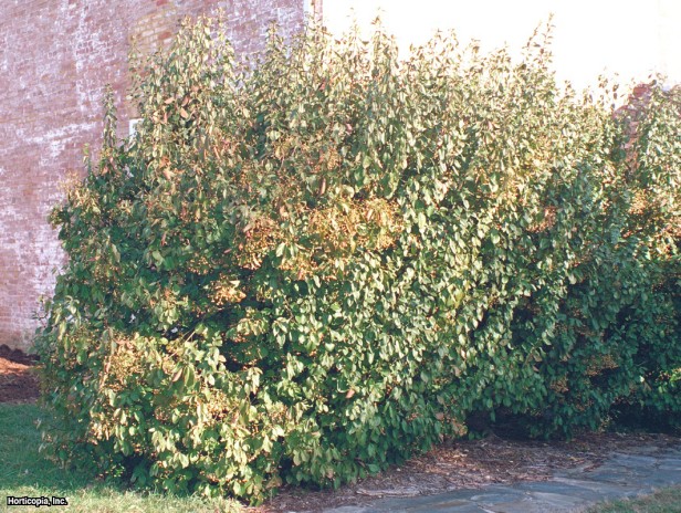 Euonymus'u yaymak