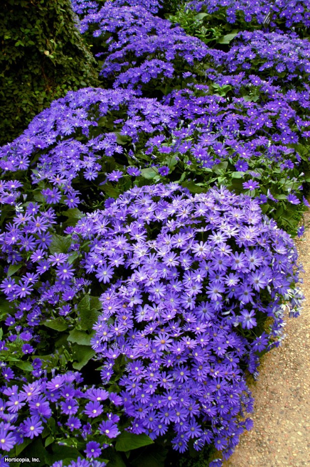 Çiçekçi Cineraria