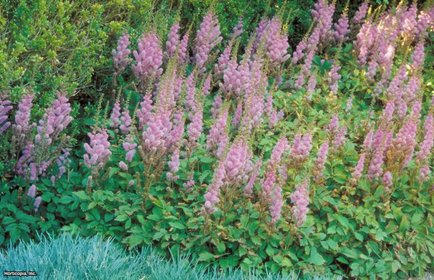 Astilbe
