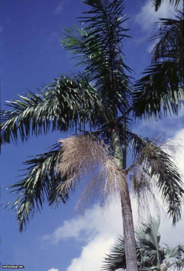 Bataklık Kraliyet Palmiyesi