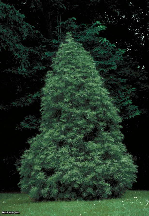 Japon Şemsiye Çamı