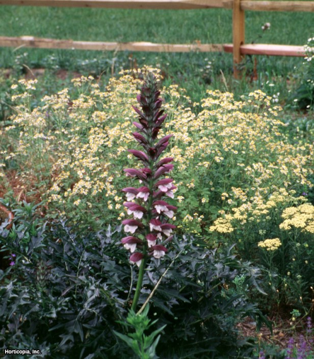 Dikenli Ayı Pantolonu