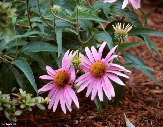 Mor Coneflower