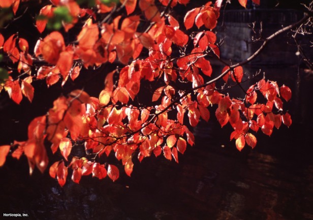 çiçekli kızılcık