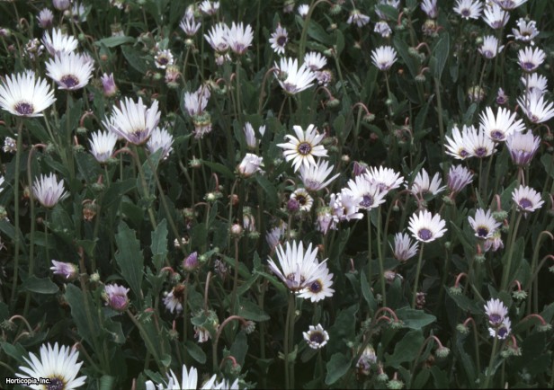 Mavi gözlü Afrika Papatyası