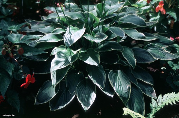 Hosta