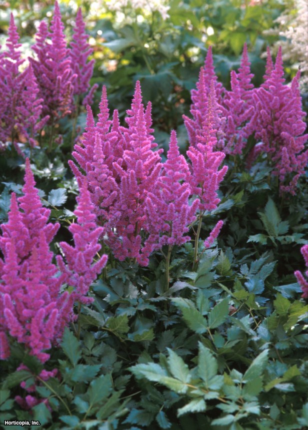 Çince Astilbe