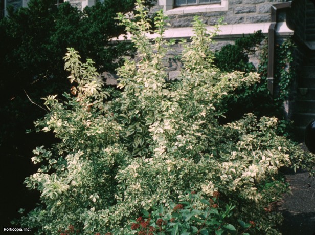 Beş Yapraklı Aralia